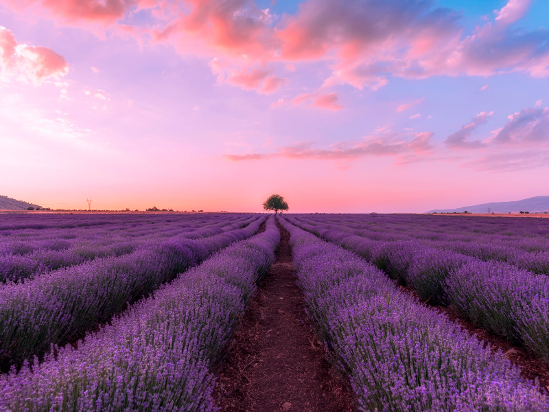 Lavendel ist im Sommer beruhigend und fördert de Schlaf.